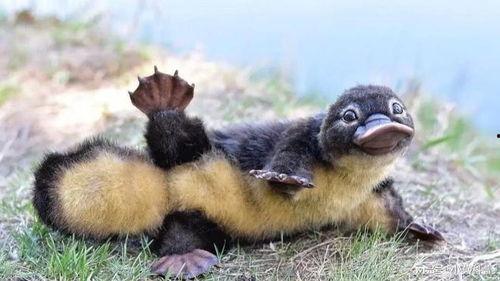 娱乐圈吃瓜酱鸭嘴兽,揭秘明星幕后故事与八卦风云